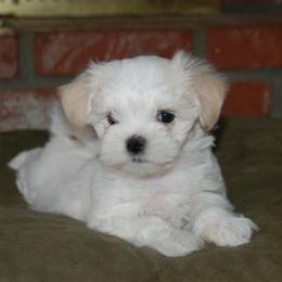 Maltese from RagTak Maltese