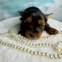 Meet Bailey 2100 - Black and tan female Yorkshire Terrier puppy in Douglas, Georgia from South Georgia Yorkies and Biewers