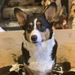 Tiny - Pembroke Welsh Corgi