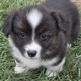 Female 1 - Black and white female American Corgi puppy in Portland, North Dakota from Sliding stop corgis