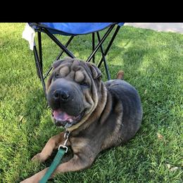 Blaze - Chinese Shar-Pei