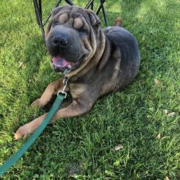 Blaze - Chinese Shar-Pei