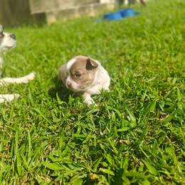 Anya - Blue fawn female Chihuahua puppy in Gray, Louisiana from Chi Chi's Place LLC