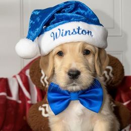 Winston - Red male Labradoodle puppy in Beecher, Illinois from Erica’s Doodles