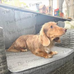 Ollie - Dachshund