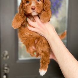 Bernedoodle and Cavapoo Puppies from Wonderful World Doodles
