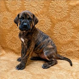 Sirocca - Brindle female Great Dane puppy in Lebanon, Virginia from North Cedar Danes