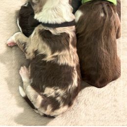 "Linus" (Black collar) - Aussiedoodle puppy from Friendship Family Farm AussieDoodles