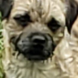 Rain - Border Terrier