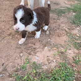 Kate - White and red female Border Collie puppy in Granbury, Texas from Rocking H Border Collies