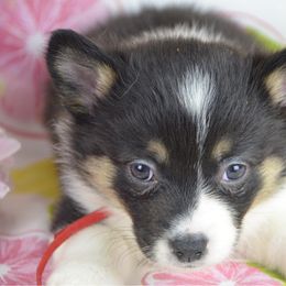 Prince Eric - Black and tan male Pembroke Welsh Corgi puppy in San Diego ,Ca, California from SoCal Native Corgis