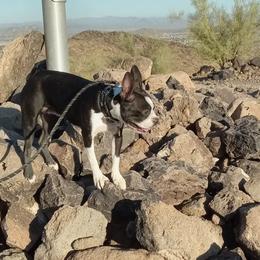 Boston Terrier Puppies from VALERIE GRAPENTINE