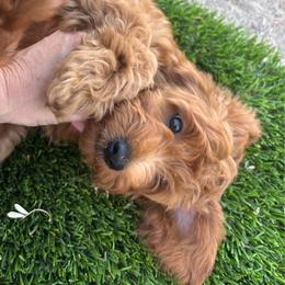 George - Red  male Goldendoodle puppy in Tucson, Arizona from JER Doodles