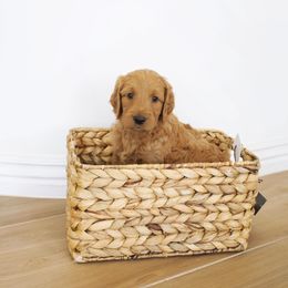 Goldendoodle, Irish Doodle, Labradoodle, and Poodle Puppies from Desert Doodles