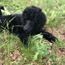 Poodle Puppies from Oakridge Standard Poodle