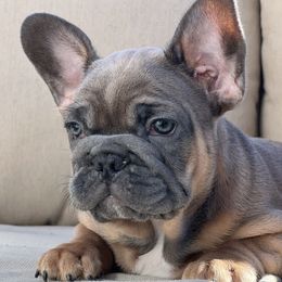 Hallet - Blue fawn French Bulldog puppy in Obetz, Ohio from Ferdulalux Frenchies