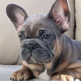 Hallet - Blue fawn French Bulldog puppy in Obetz, Ohio from Ferdulalux Frenchies