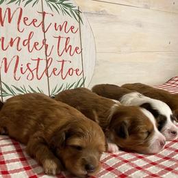 Aussiedoodle and Goldendoodle Puppies from Delaryedoodles