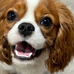 Sam - Cavalier King Charles Spaniel