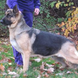 German Shepherds from DCAN's German Shepherds