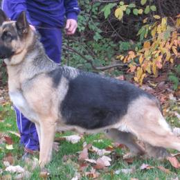 German Shepherds from DCAN's German Shepherds