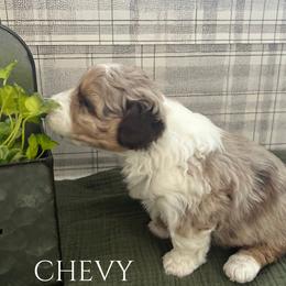 Chevy - Brown merle male Aussiedoodle puppy in Zeeland, Michigan from Dutch’s Doodles