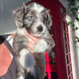 Boy 4 - Blue merle male Aussiedoodle puppy in Martin County, Florida from Biggie Ranch