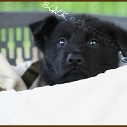 German Shepherd Puppies from Black Beauty Shepherds