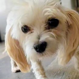 Havanese puppies from Pups on the Ridge