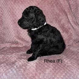 Rhea - Black female Poodle puppy in Petal, Mississippi from Petal Poodles