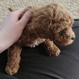 Miniature Schnauzers and Poodles from J's Puppies