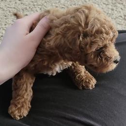 Miniature Schnauzers and Poodles from J's Puppies