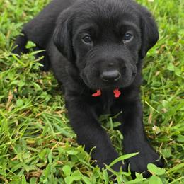 Red - Black male Labrador Retriever puppy in Sioux City, Iowa from Brown Dog Acres
