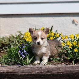Pembroke Welsh Corgi Puppies from Goldstar Puppies (License Number 18519)