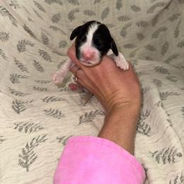 Almond Joy - Black and white female Cockapoo puppy in Tucson, Arizona from Desert Puppies