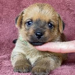 Green Collar Girl - Red female Norfolk Terrier puppy in Bristol, Tennessee from Holston Hollow Farm