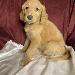 Goldendoodle Puppies from PNW Puppies