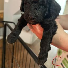 Cayenne - Black female Poodle puppy in Calhoun, Georgia from Johnson Kennels