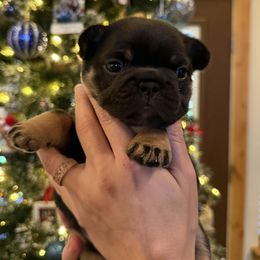Luna - Black and tan female French Bulldog puppy in Rochester, Washington from Frenchie Bulldog Kisses