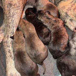 Male 2 - Fawn male Perro de Presa Canario puppy in Houston, Texas from Space City Presas