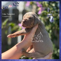 Crowley -Lilac Tanpoint - Chocolate male Great Dane puppy in Morton, Illinois from That Gurl K9s