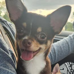 Chihuahuas from raven russell