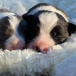 Border Collie Puppies from Top Notch Border Collies