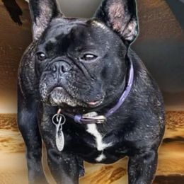 Beebee - French Bulldog