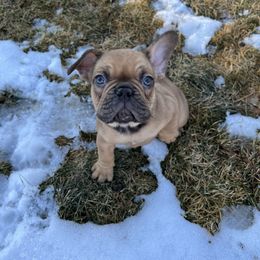 French Bulldog Puppies from Silver Maple Frenchies