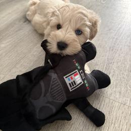 Miniature Schnauzer Puppies from Hardcastle Family Schnauzer’s