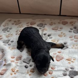 Black and brown female 2 - Black female Bernedoodle puppy in Constableville, New York from Zehr’s Labradoodles & Bernedoodles
