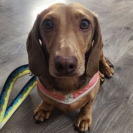 Rouge - Dachshund