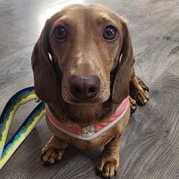 Rouge - Dachshund