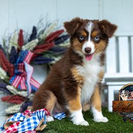 Wren - Red tri female Toy Australian Shepherd puppy in Granbury, Texas from Best Little Aussies